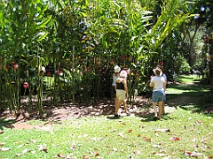 CairnsTC033 Jardin Botanique 033